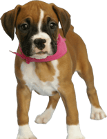 37 Dog Png Image Picture Download Dogs - Brown Baby Boxer Dog, Transparent Png