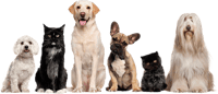 Cat Dog Grooming Pet Sitting - Cat And Dog Image Transparent Background, HD Png Download