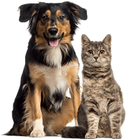 Dog And Cat - Cat And Dog Sitting, HD Png Download