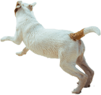#dog #animal #running #fast #puppy #cute #dogrunning - Dog Running Side View Png, Transparent Png