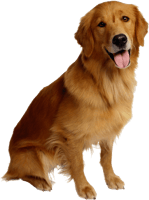 Dog Cat Pet Backup Camera - Golden Retriever Dog Transparent Background, HD Png Download