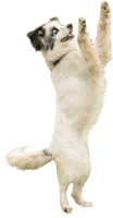 Dog Catching Png, Transparent Png