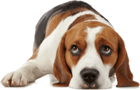 Dog Png For Dogs Allerpet South Africa - Beagle Hound Dog Sleeping, Transparent Png