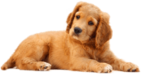 Dog Png, Transparent Png