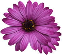 Flower Marigolds, Purple Flower, Flowers Png - Purple Flower Transparent Background, Png Download