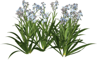 Flower,flowering Plant - Garden Flowers Png, Transparent Png
