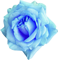 Flower,rose,flowering Plant,blue,blue Rose,garden Roses,petal,rose - Sky Blue Flower Png, Transparent Png