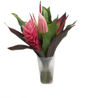 Fun Miracle Mini Tropical Centerpieces - Giant Protea, HD Png Download