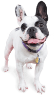 Image Of A Happy Dog - Happy Dog Png, Transparent Png