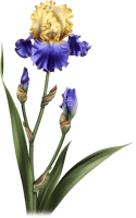 Iris Dreams Flower Pots, Potted Flowers, Iris, Clip - Iris Flower No Background, HD Png Download
