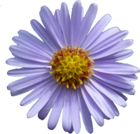 September Flower Aster Png - September Aster Flower, Transparent Png