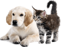 To Medium-sized Cats,whiskers,golden Retriever,companion - Dog And Cat Png, Transparent Png