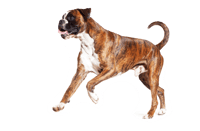 Transparent Boxer Dog Png - Dog Boxer Png, Png Download