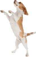 Transparent Feed The Dog Clipart - Transparent Dog Jumping Png, Png Download
