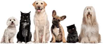Cat Dog Grooming Pet Sitting - Cat And Dog Image Transparent Background, HD Png Download