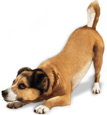 Dog Playing Png - Dog Png, Transparent Png