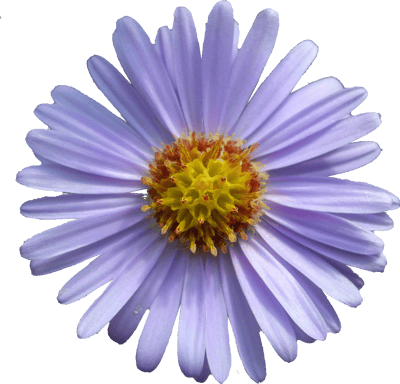 September Flower Aster Png - September Aster Flower, Transparent Png