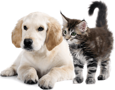 To Medium-sized Cats,whiskers,golden Retriever,companion - Dog And Cat Png, Transparent Png